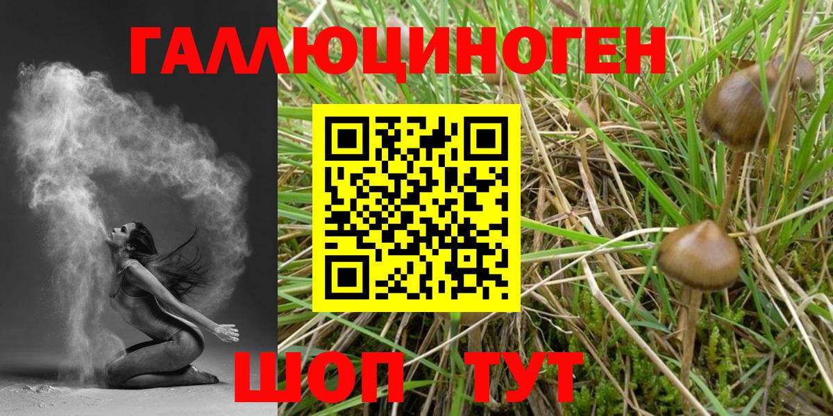 Курчатов  купить   Вход с VPN  Псилоцибиновые грибы Psilocybine cubensis 